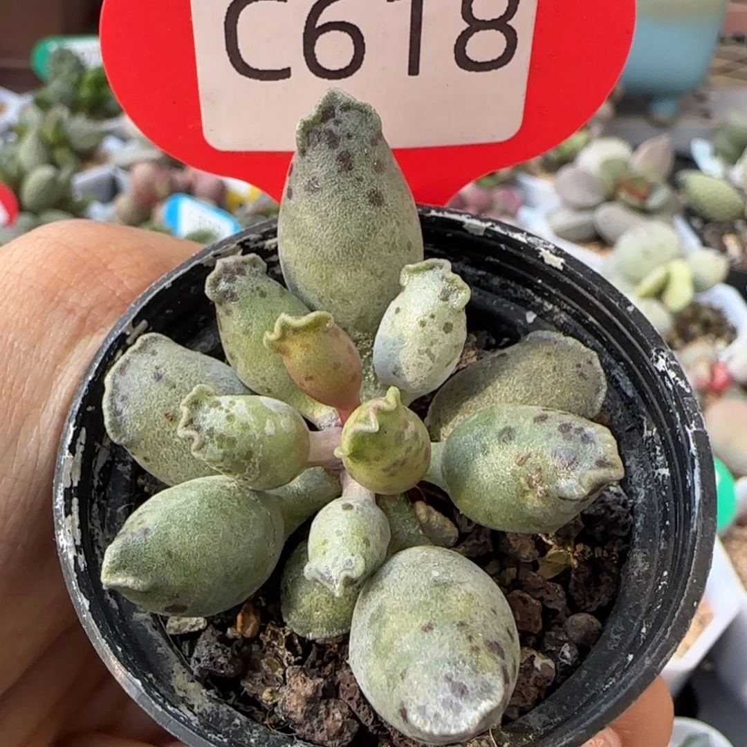 水泡多肉。   618。