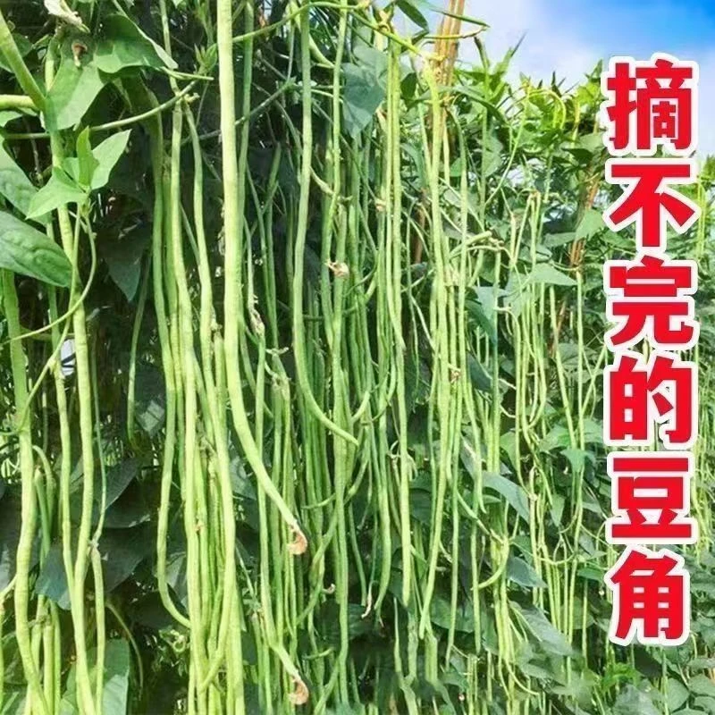 小五叶干枝梅特长豆角种子叶少果多压塌架特长豆角种籽豇豆春秋种
