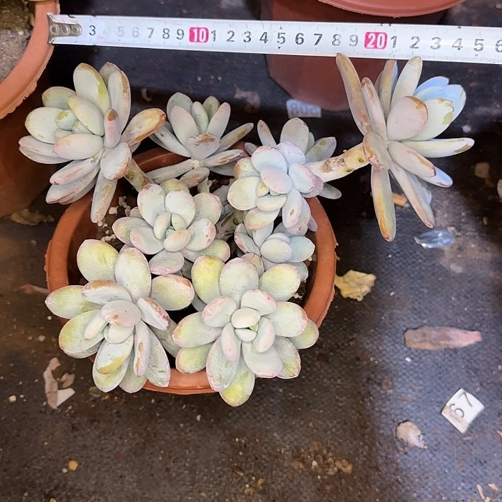 雪美人947 多肉植物一物一拍