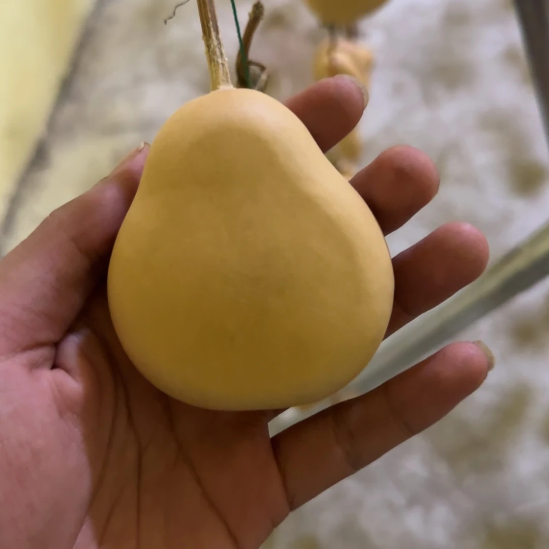 半*牙哈哈我也是很喜欢的呢我也是想着要来约会
