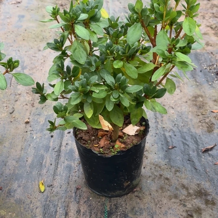 完全开放新天地杜鹃花