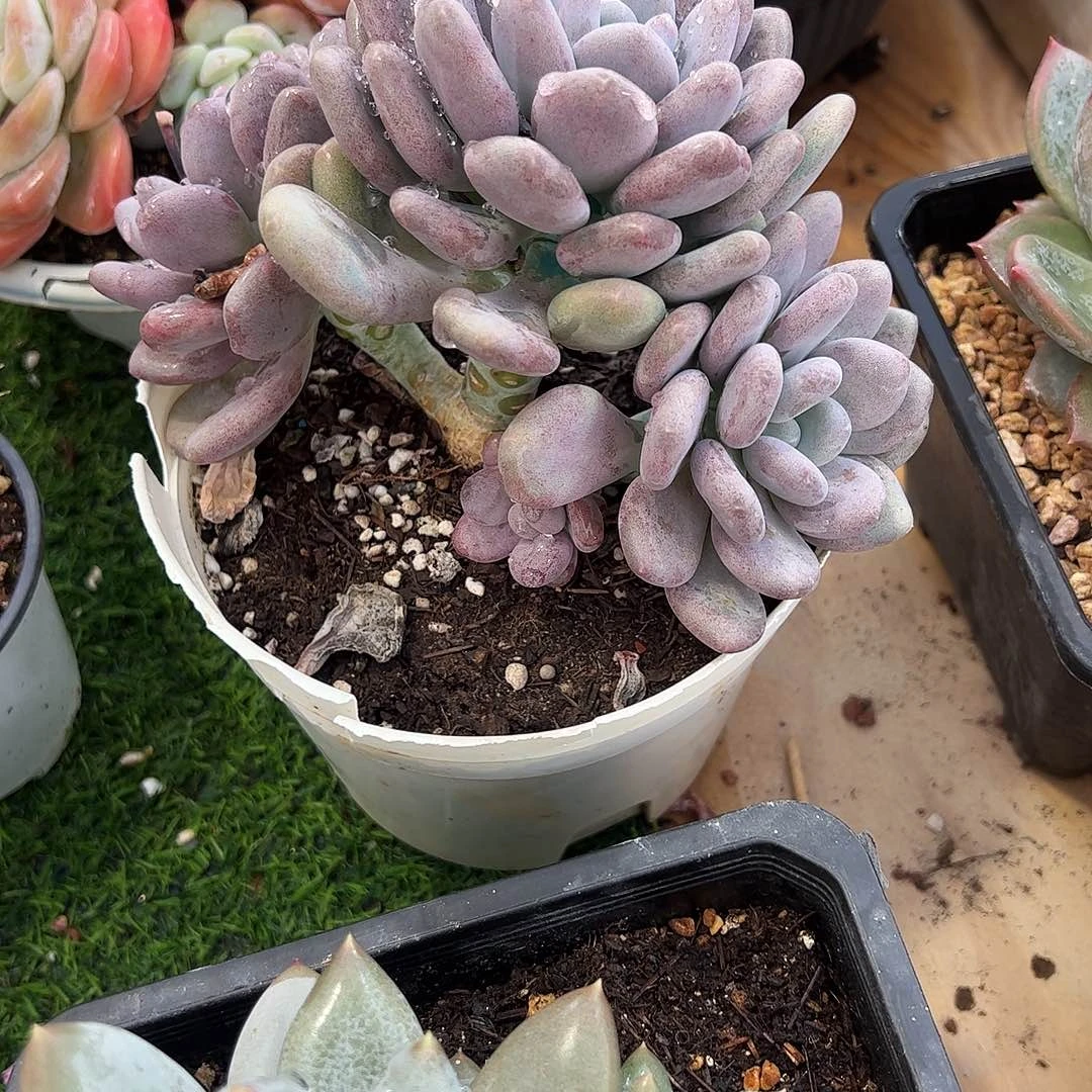 月美人群多肉植物