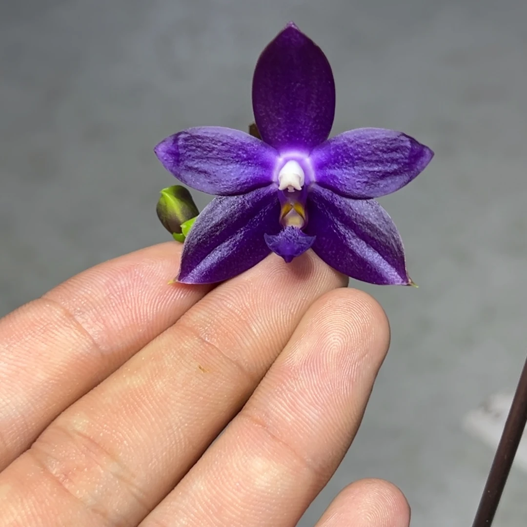 完全开放l027三寸ys1180双苗