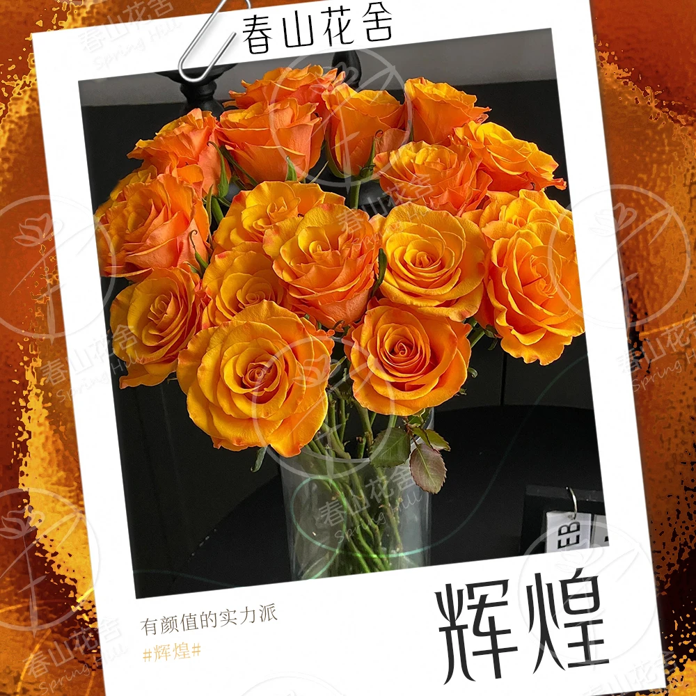 【辉煌】橙色单头玫瑰花赠营养液丨拍两单发：顺丰或冷链(送货上门)