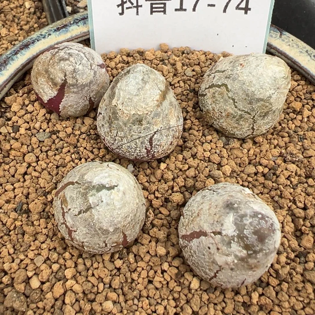 17-74量拍1.7公分左右灯泡一颗