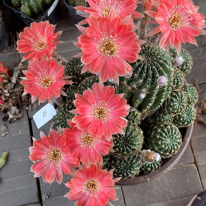 68 落地自根丽花18厘米盆