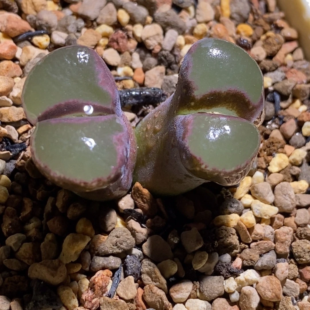 紫体白透窗大型风铃