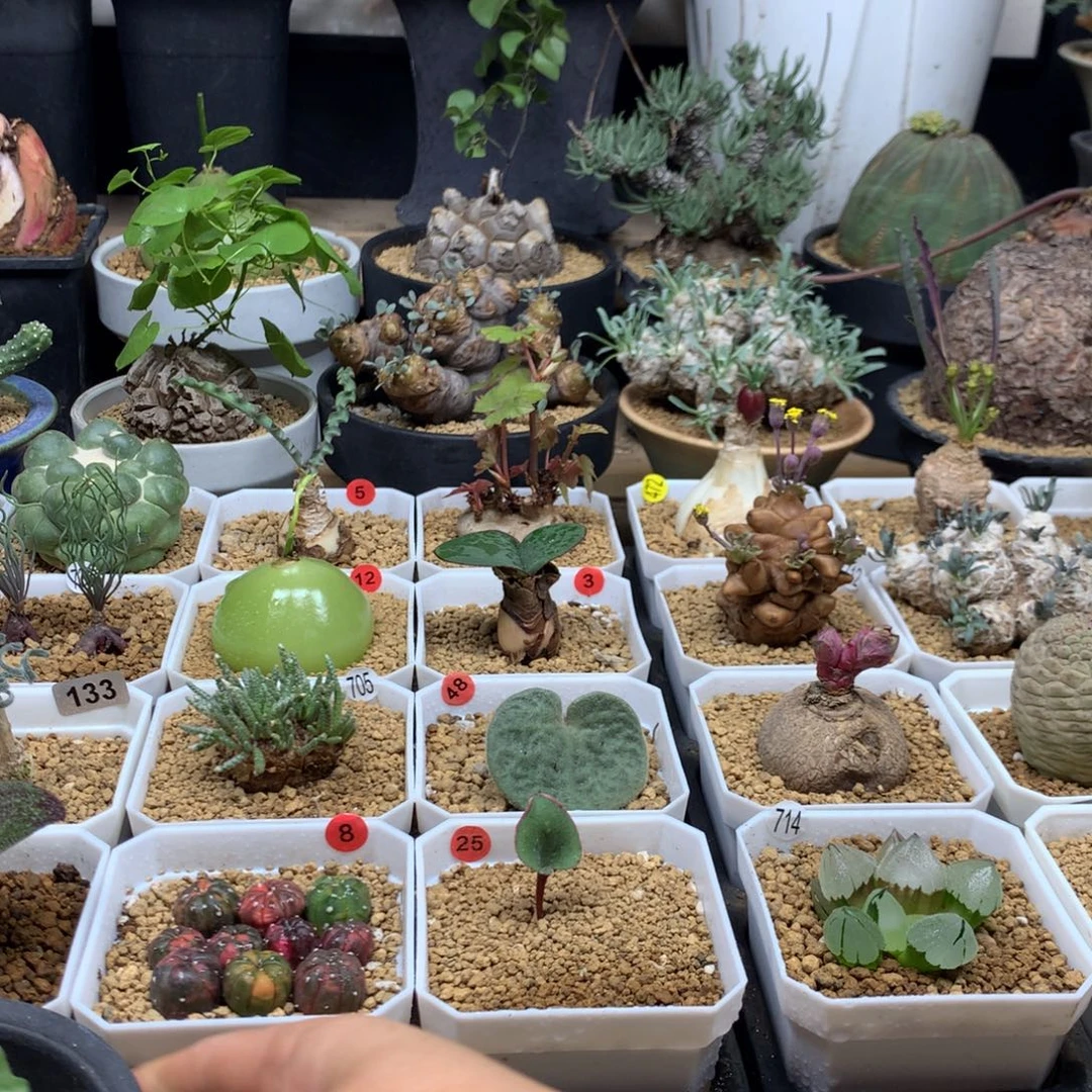 呐***鹅小南非龟甲龙3颗带盆不包掉叶子