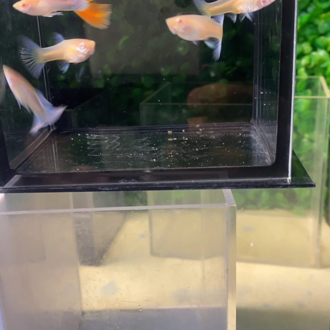孔雀鱼紫白瑕疵七条