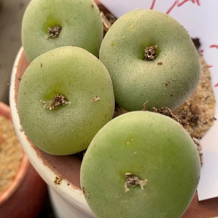 大孔卡佛1颗一颗