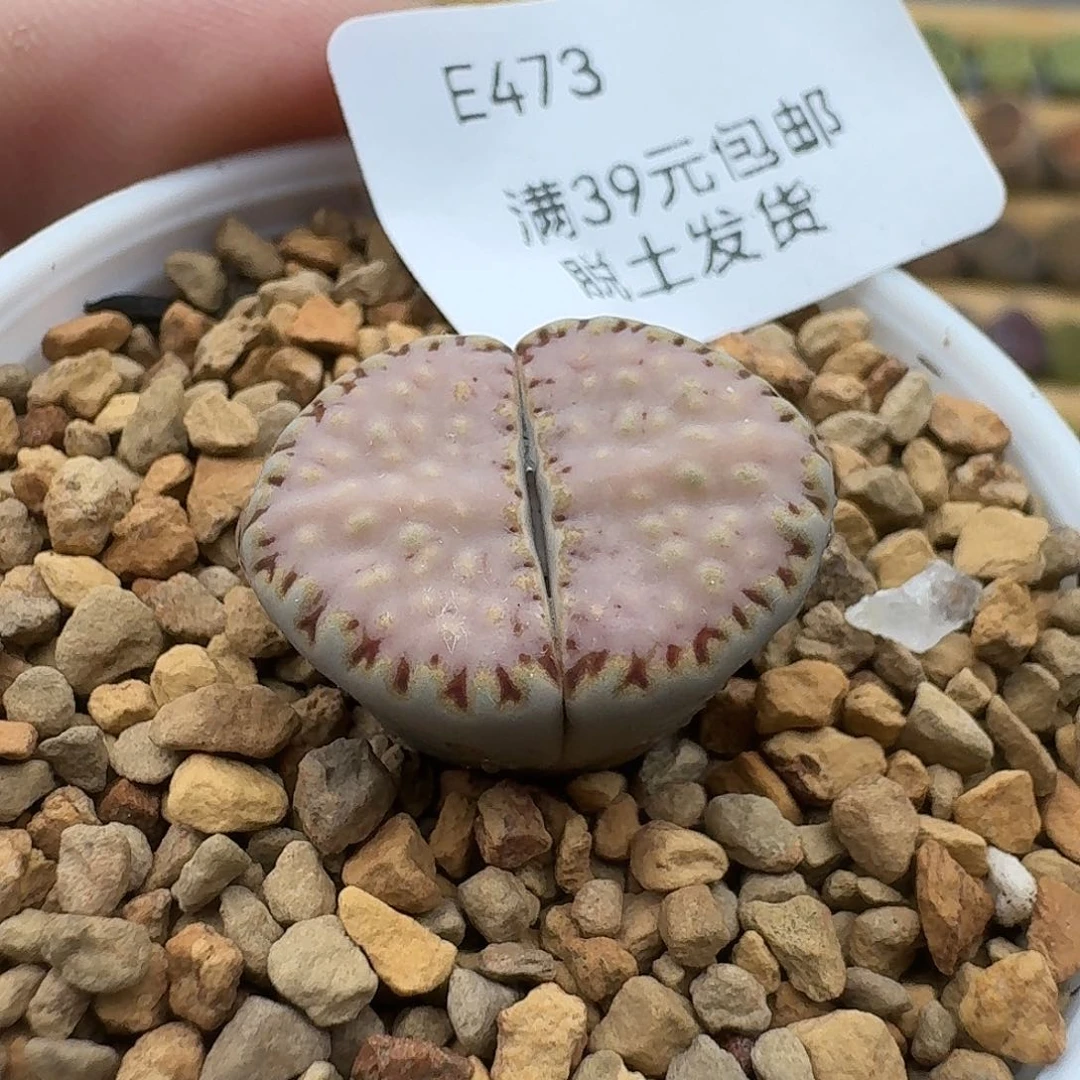 473哈哈哈哈哈哈哈