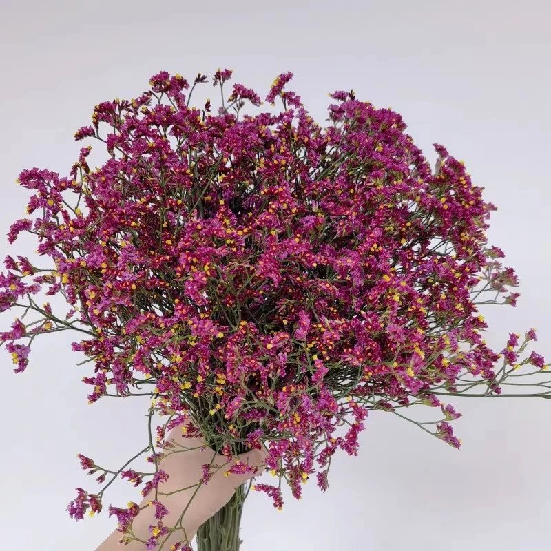 ins鲜花水晶草可做干花情人草干花花束森系田园小碎花橱窗紫红