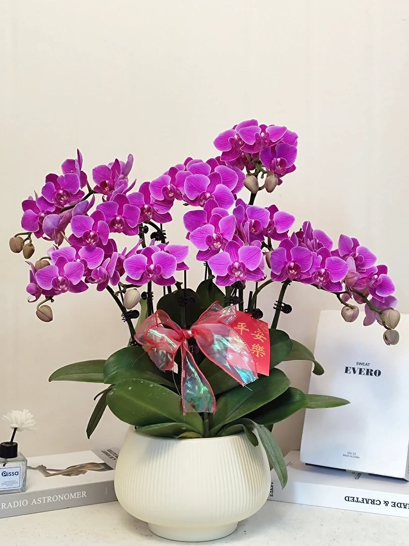 蝴蝶兰 【福星】真花 秋冬耐寒花卉 四季开花 无花苞 多样性发货