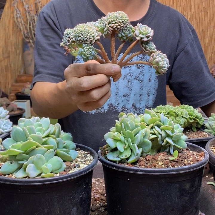 仟***司608号白胖子多肉植物