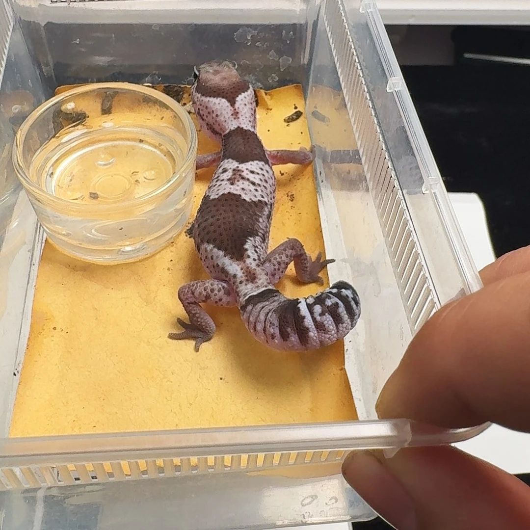 肥尾守宫奥利奥妹妹搞起！