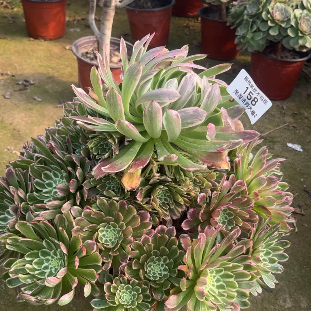 158金丝楠木多肉植物