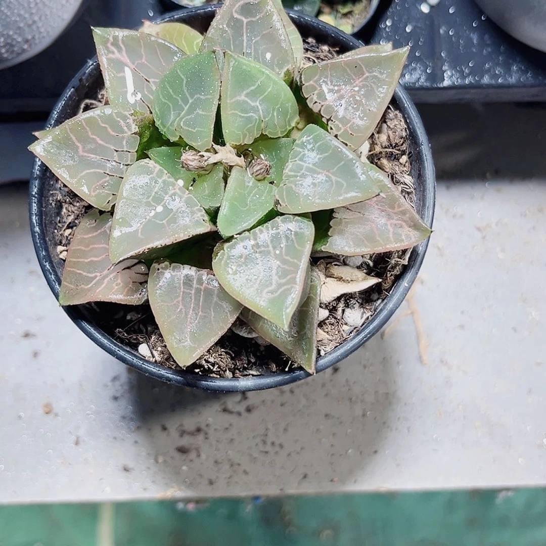 火凤凰克多肉植物6666