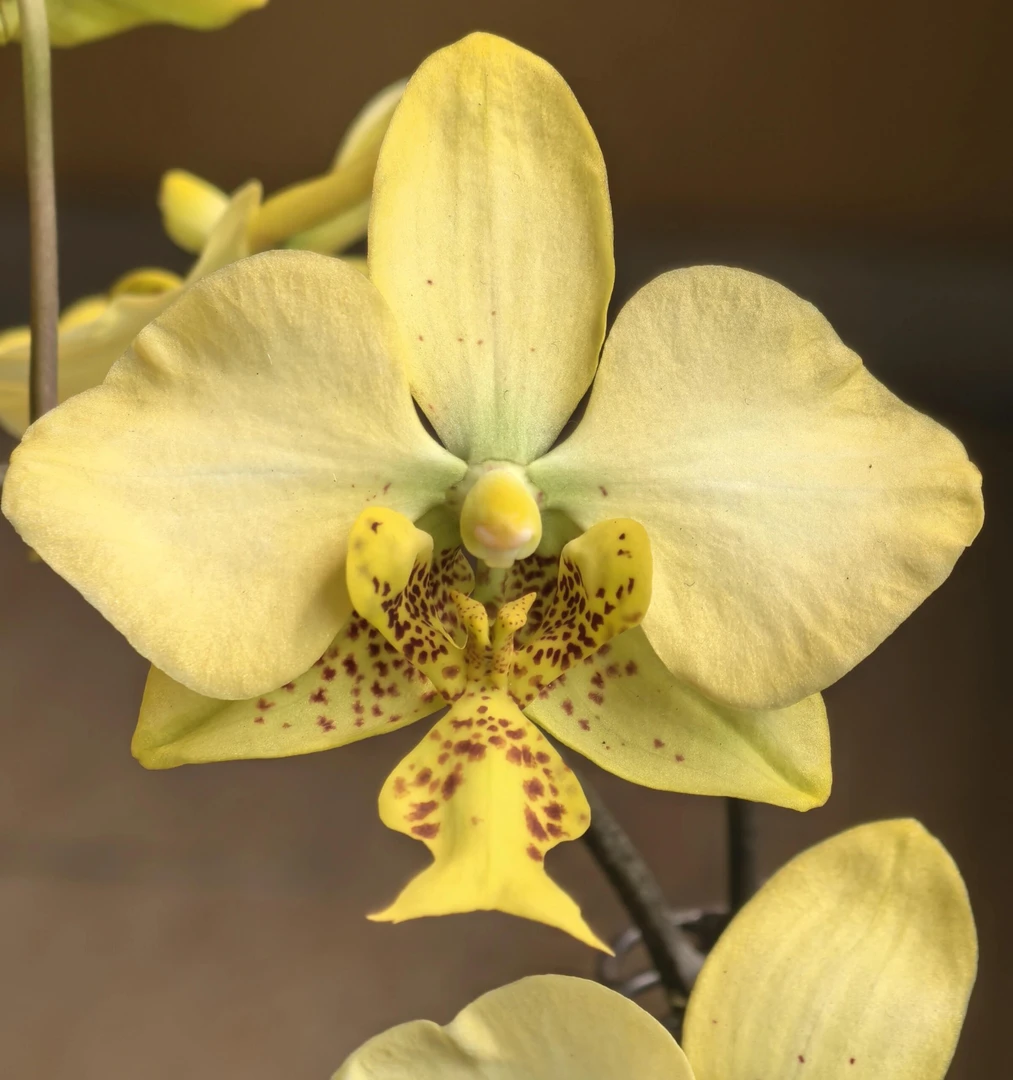 《黄色史塔基》杂交兰花盆栽香味浓香型桌面阳台花