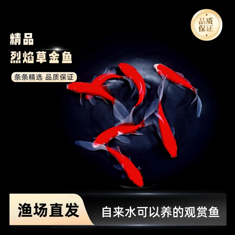 精品7-9厘米烈焰红草金鱼新手推荐好养金鱼观赏鱼冷水鱼淡水鱼