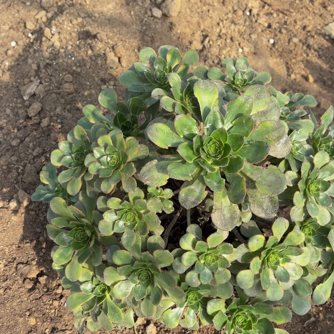 彩蝶多肉植物捧花10块钱