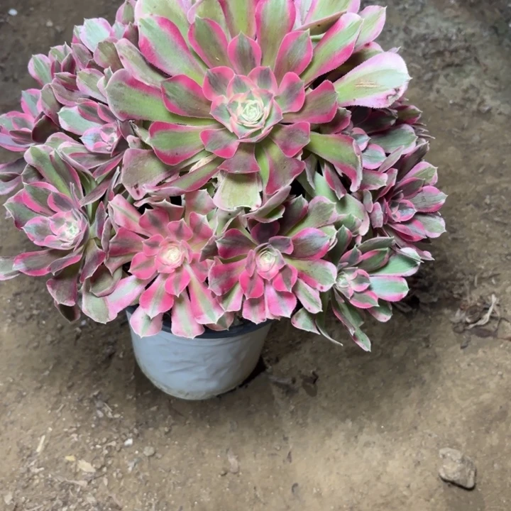 多肉植物法师女郎5