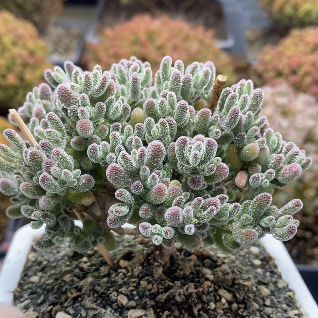 拾*枝干优选冰晶4575年后发货