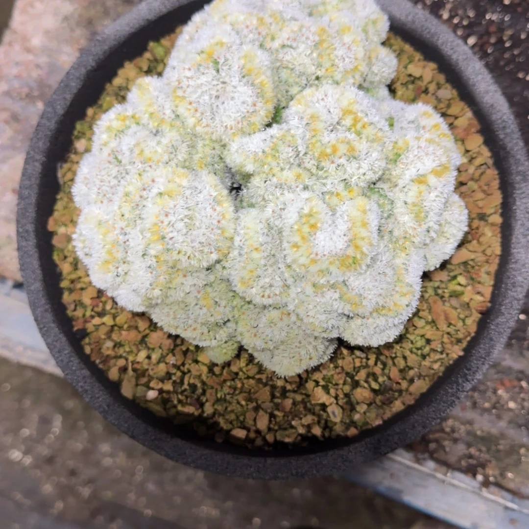 嘉文丸缀化仙人球