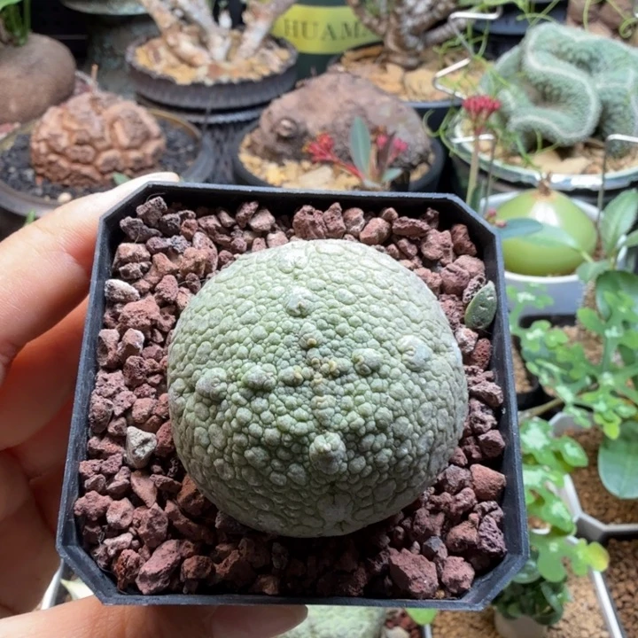 超***鱼凝蹄玉 215 仙人球