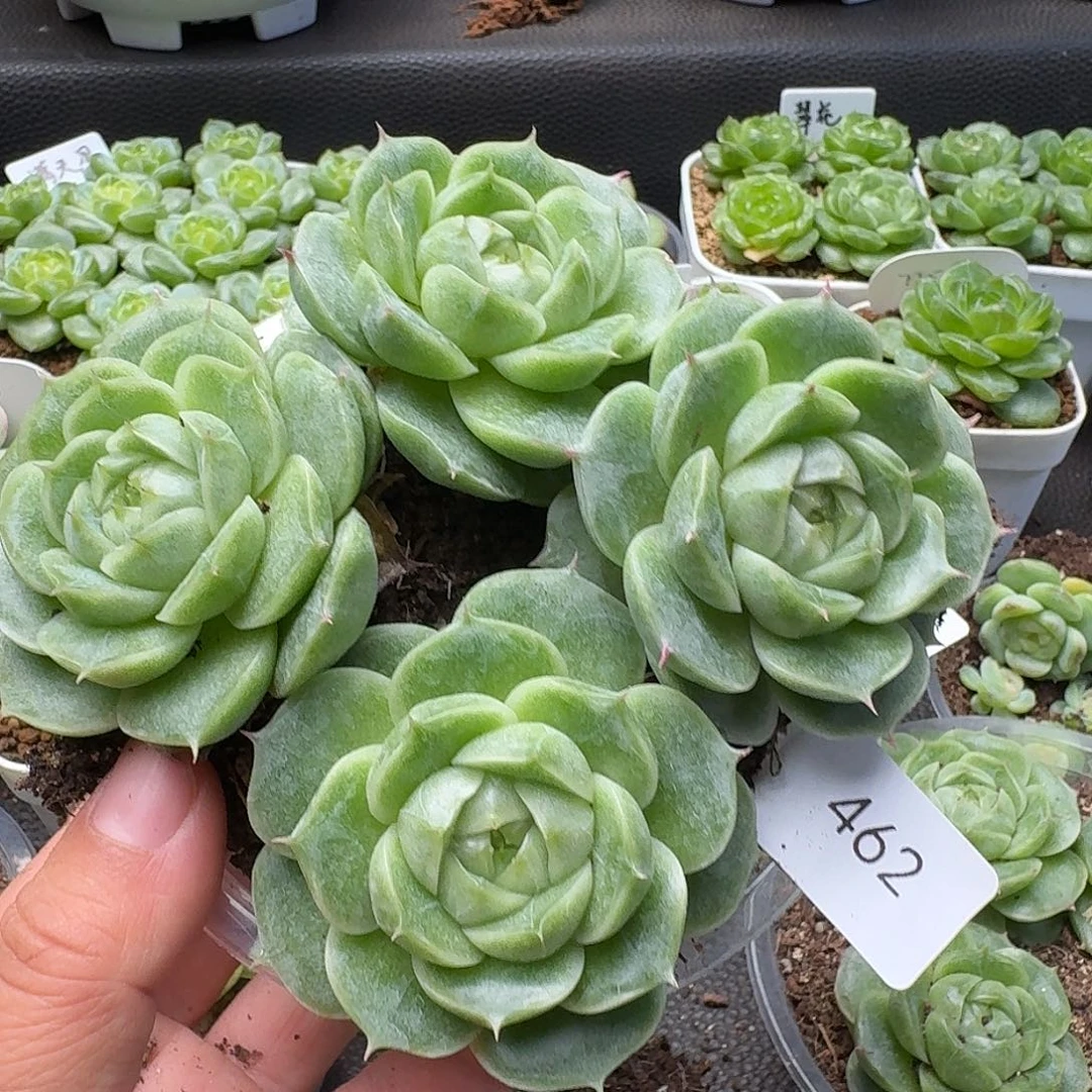 一物一拍一物一拍916-462