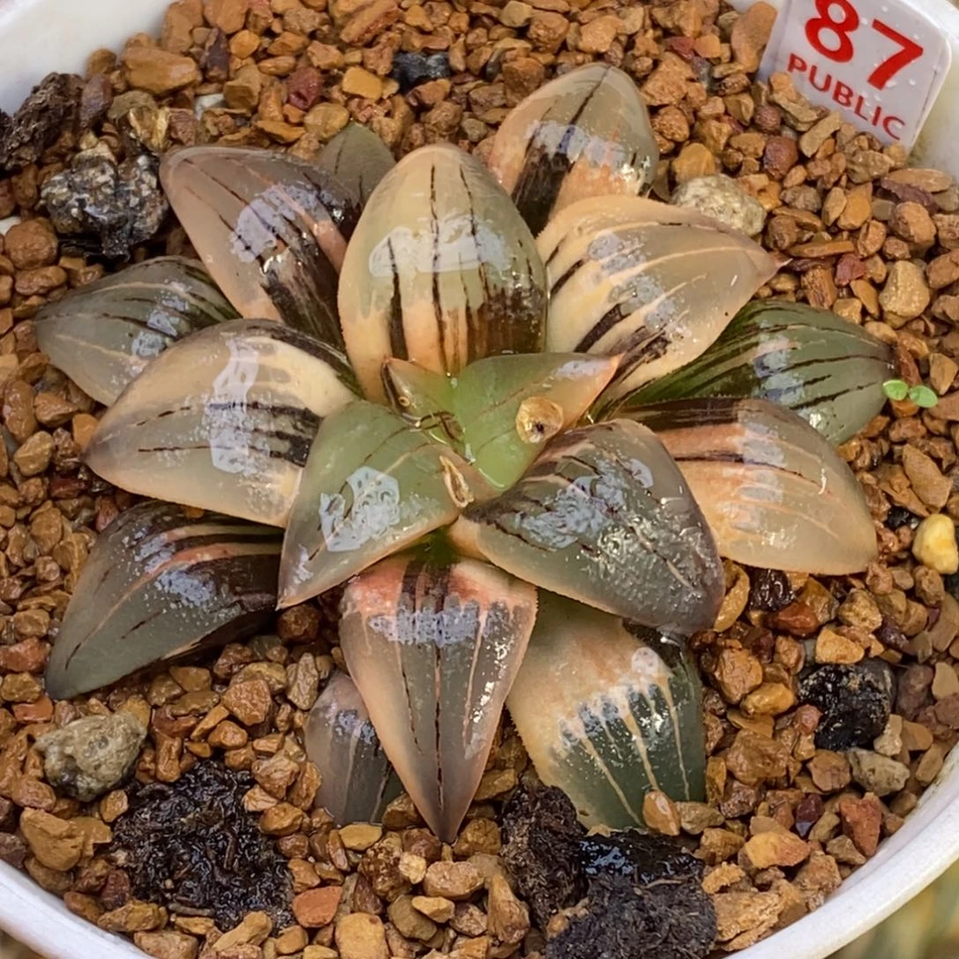 87号红纹寿锦多肉