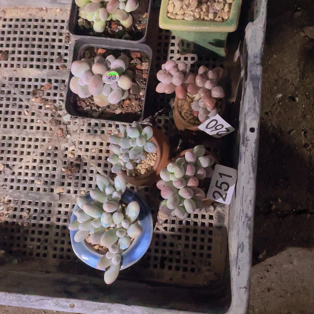 妙***佳多肉植物多肉植物