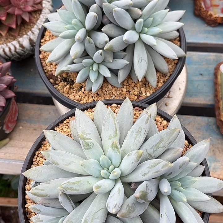 寄养多肉植物一物一拍