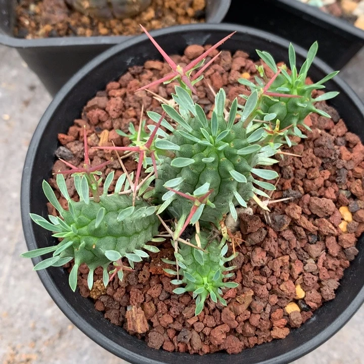 实生群生情心冠仙人球仙人球