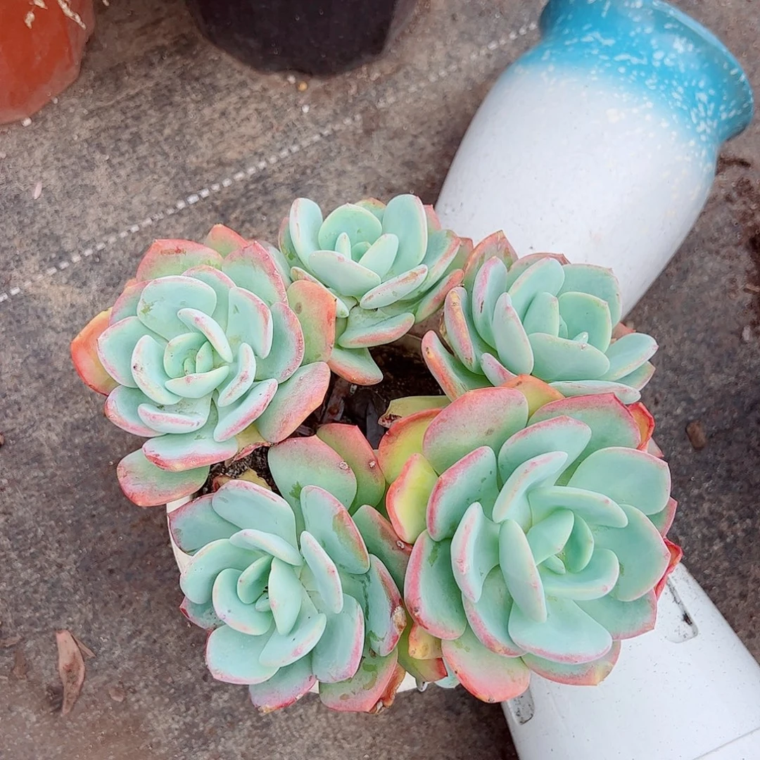 白月光多头大盆群老桩