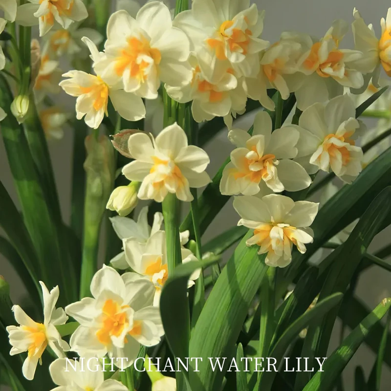 5ml夜吟水仙单方精油