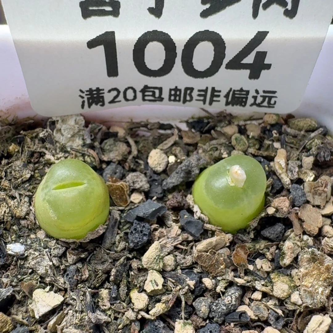 雪茄两颗     带盆土