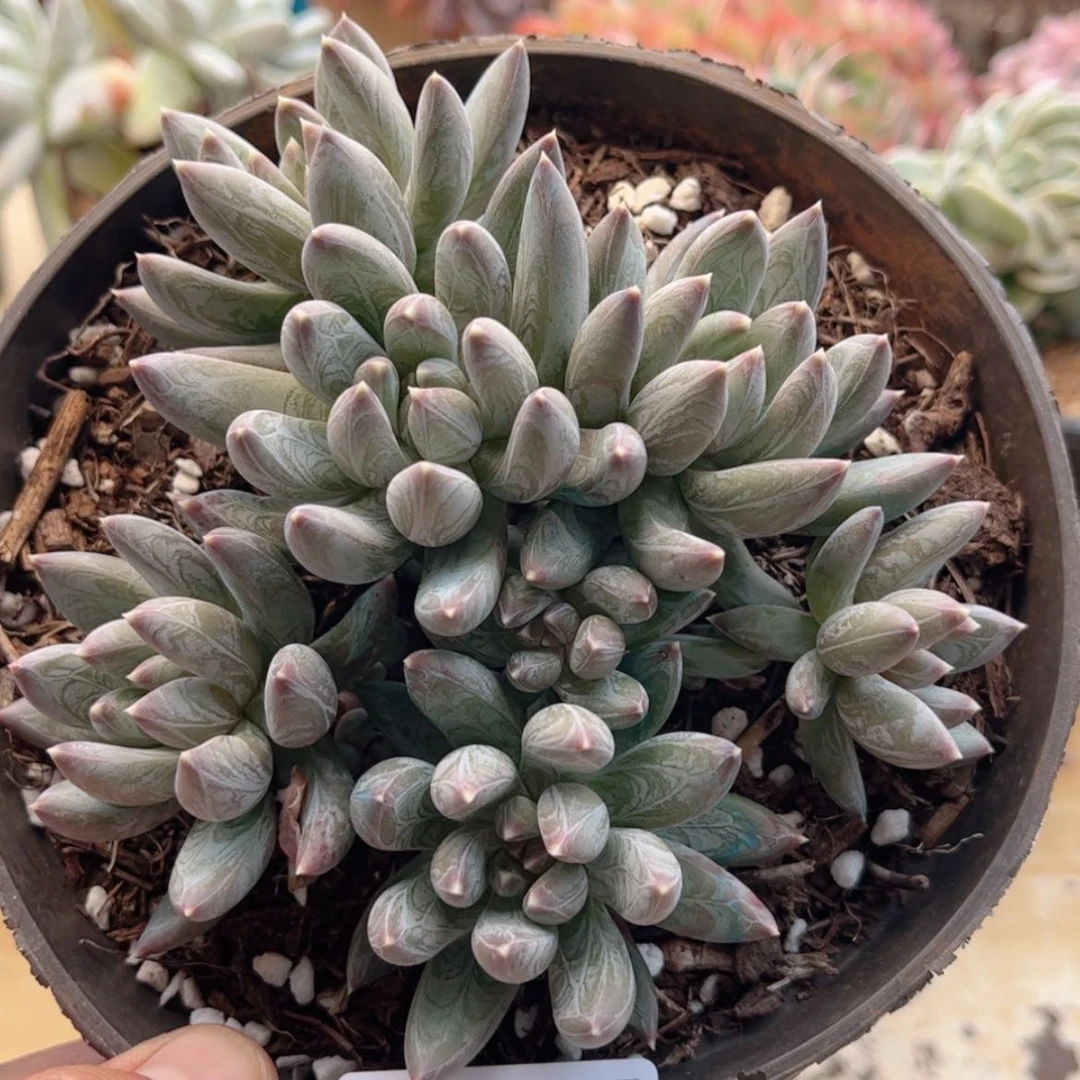 【闪购商品】1827幻影