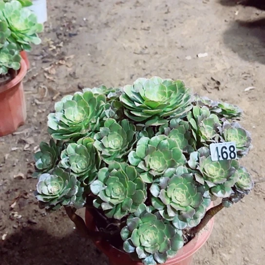 468万圣节老桩法师