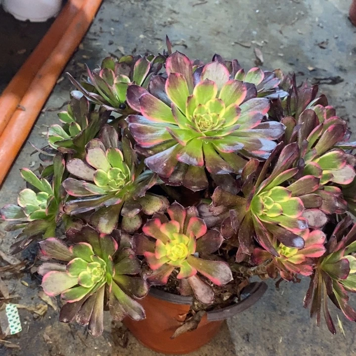 黑金刚多肉植物32