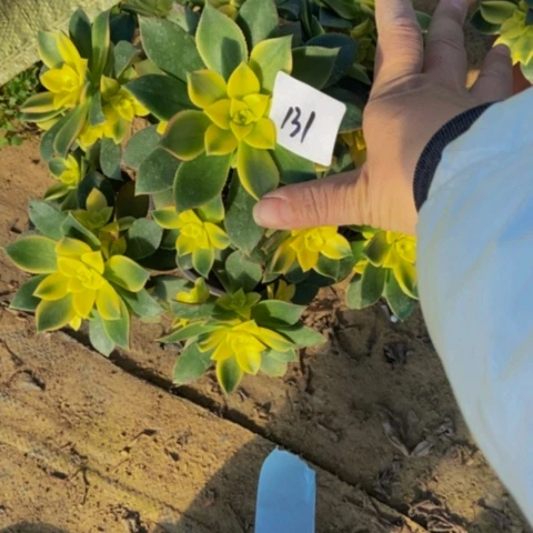 艳日辉多肉植物一物一拍131多肉