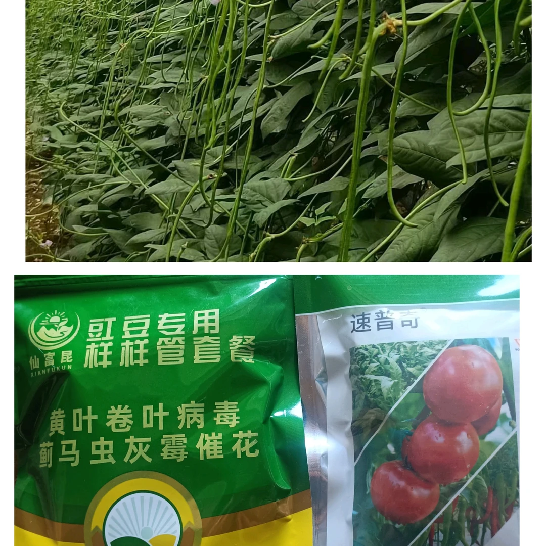 （拍一发五）病毒套餐豇豆烤烟辣椒可用蓟马卷叶