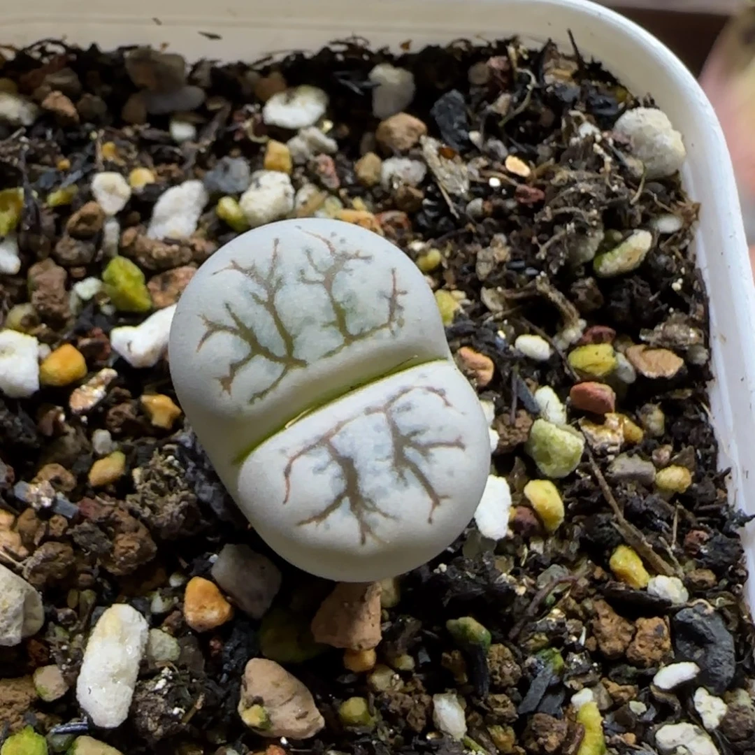 11.29。脱土发。云映。 2007