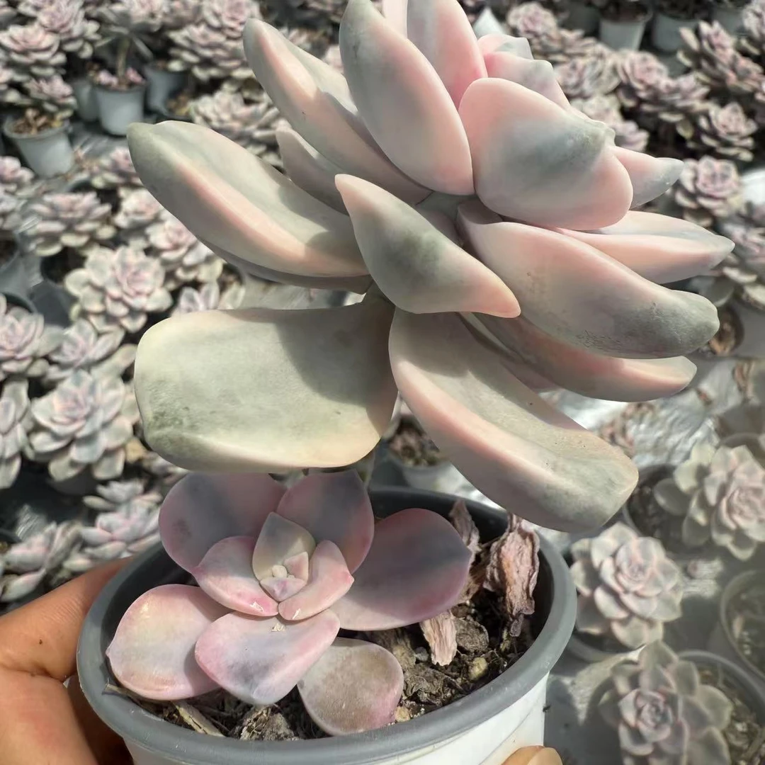 零花钱多肉  盆栽紫乐锦单头    多肉植物