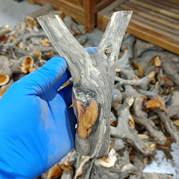 冷***静香榧木崖柏原叉崖柏原叉崖柏