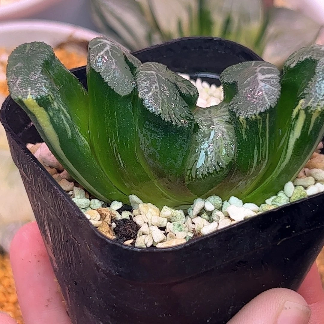 火山锦十二卷多肉