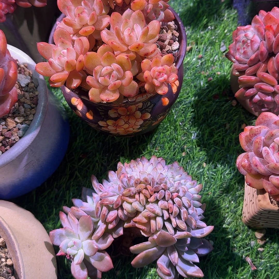 J***A星影缀化一颗脱土发货