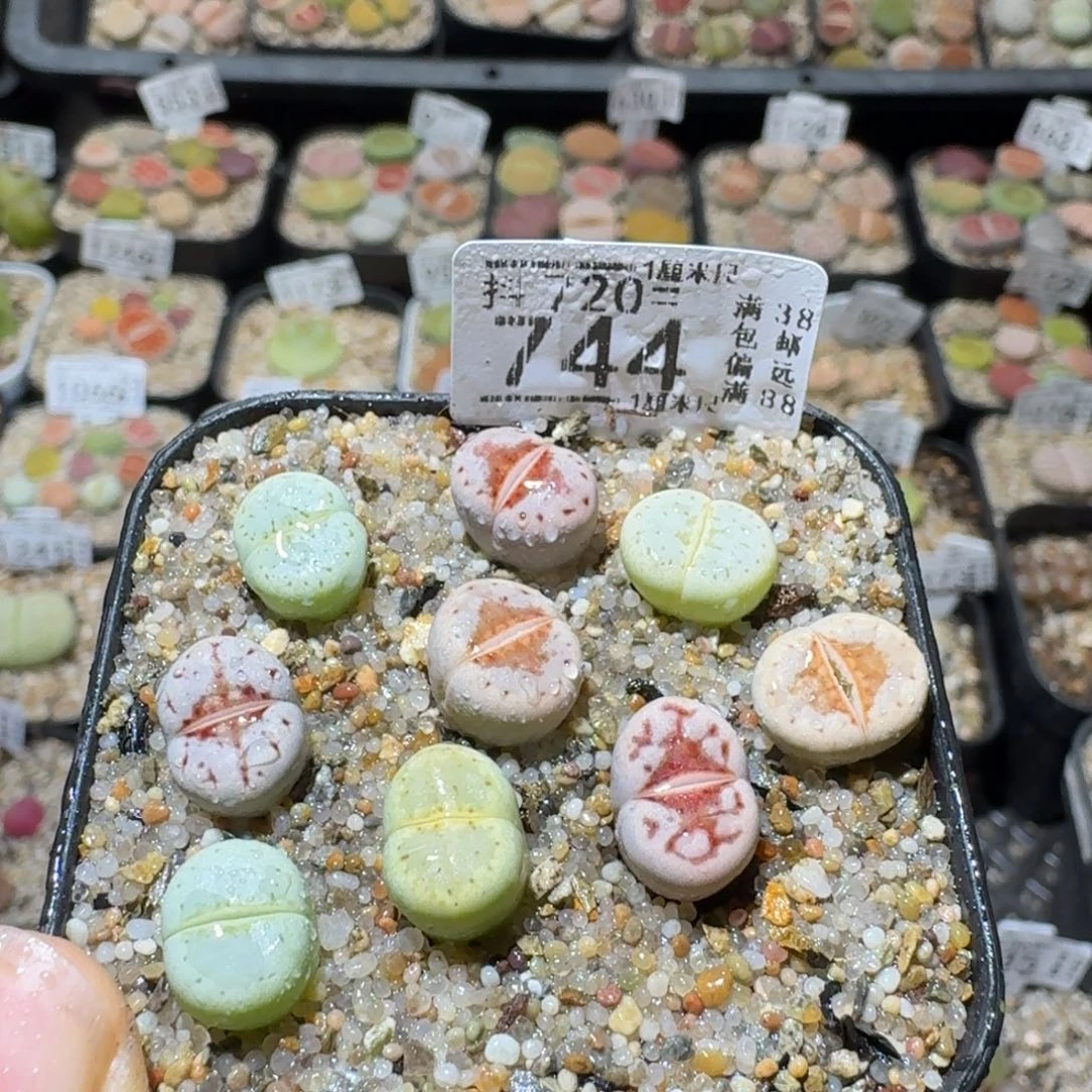 Sss便宜出了清仓744