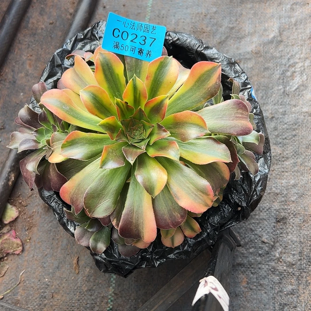237多肉植物、韶修七彩不退锦版本
