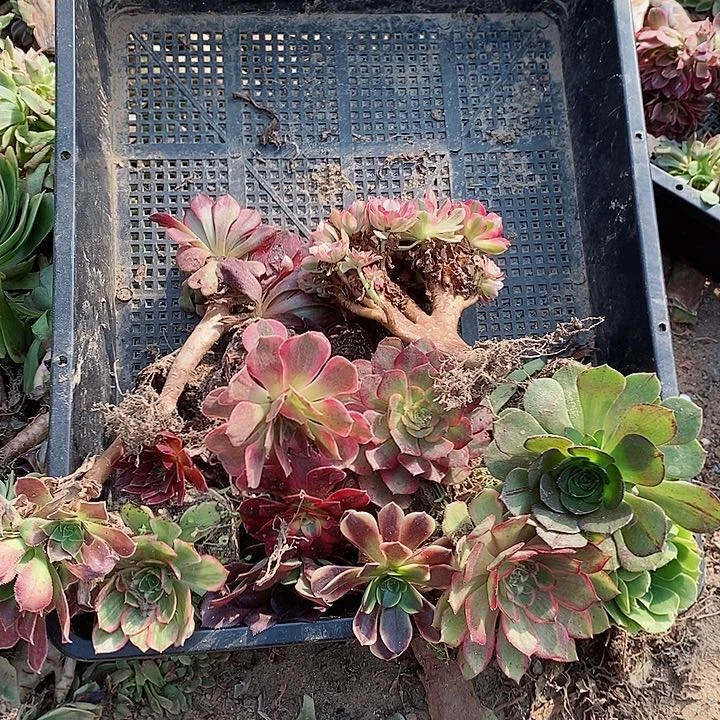 20块钱组合木质桩