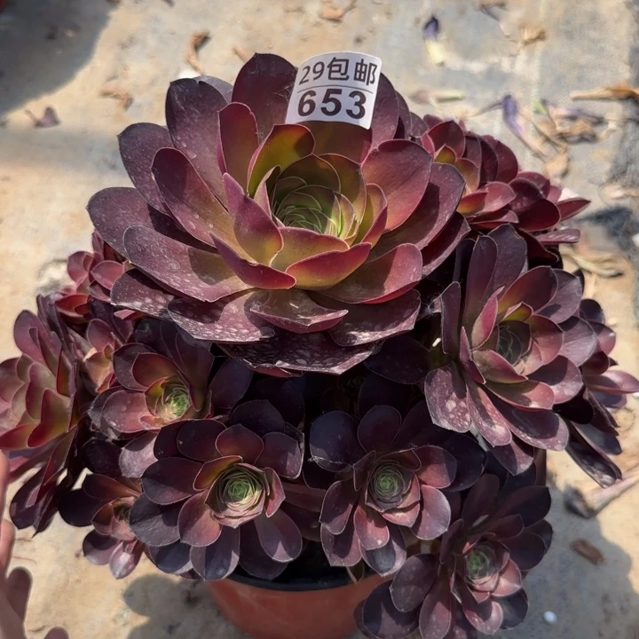 魅金……多肉植物……
